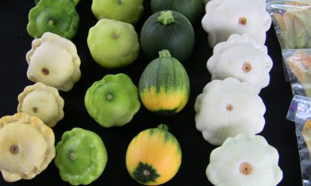 Winter or Summer? Choose Your Squash