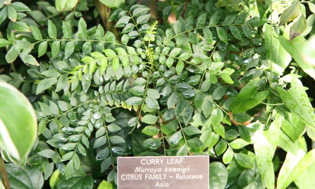 Curry Leaves Found In Phoenix