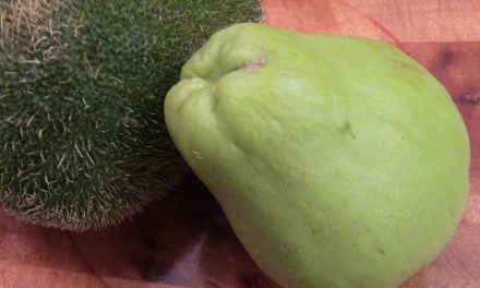 The Earthy Goodness of Chayote