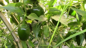 Jalapeno chili plant