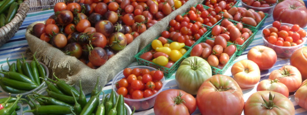 tomatoharvest