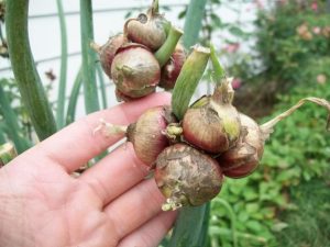 Onions are grown world wide, and known in every cuisine. From leeks to shallots, our food is loaded with these bulbs that can help heal joints and sores on the mouth. When caramelized, onions taste sweet.