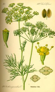 Dill is grown around the world. It is used in everything from borscht to tofu. It has interesting medicinal properties as well.