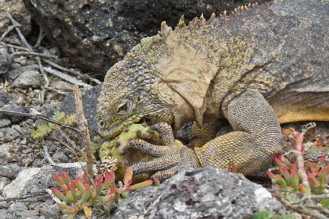 land iguana eats nopales